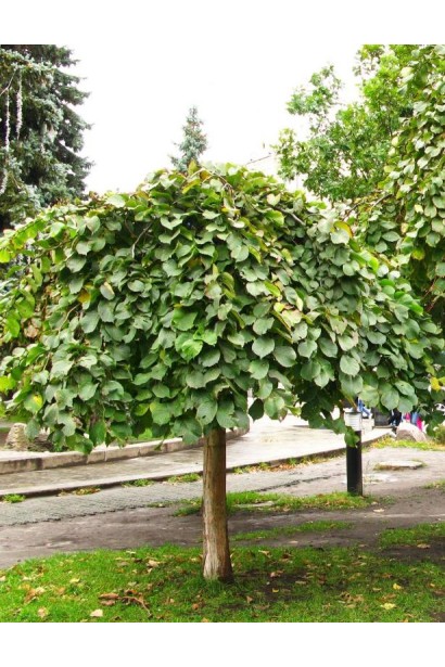 В’яз шорсткий Пендула на штамбі